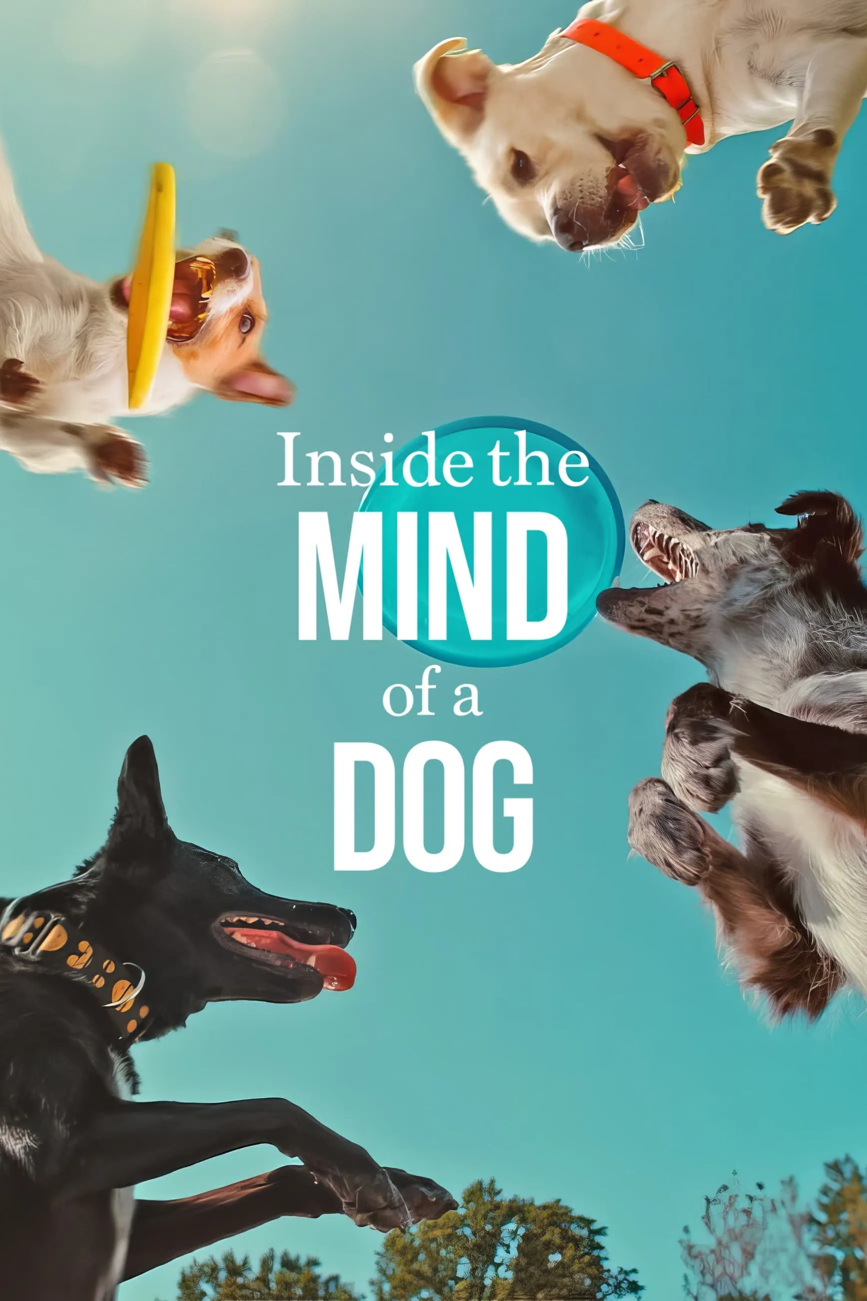 Những chú chó nghĩ gì | Inside the Mind of a Dog (2024)